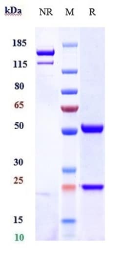 Invitrogen CXC-ELR Biosimilar Recombinant Monoclonal Antibody 1 mg; Unconjugated:Antikörper