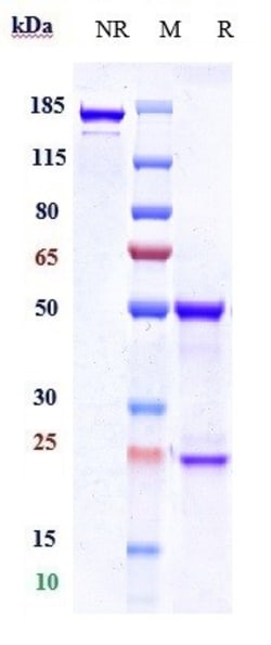 Invitrogen Galegenimab Recombinant Monoclonal Antibody 100 &mu;g; Unconjugated:Antibodies,