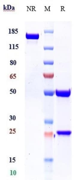Invitrogen Canakinumab Recombinant Monoclonal Antibody 1 mg; Unconjugated:Antikörper