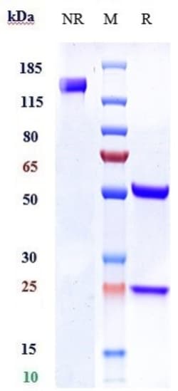 Invitrogen Ly-6E Biosimilar Recombinant Monoclonal Antibody:Antibodies:Primary