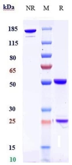 Invitrogen DLK1 Biosimilar Recombinant Monoclonal Antibody:Antibodies:Primary