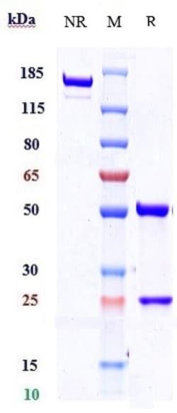 Invitrogen Ontuxizumab Recombinant Monoclonal Antibody 1 mg; Unconjugated:Antibodies,