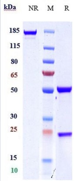 Invitrogen MRC2 Biosimilar Recombinant Monoclonal Antibody 100 &mu;g; Unconjugated:Antibodies,