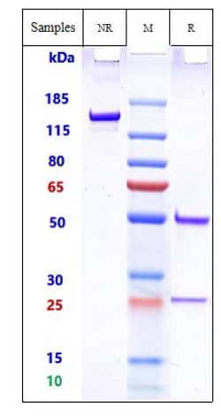 Invitrogen 158P1D7 Biosimilar Recombinant Monoclonal Antibody:Antibodies:Primary
