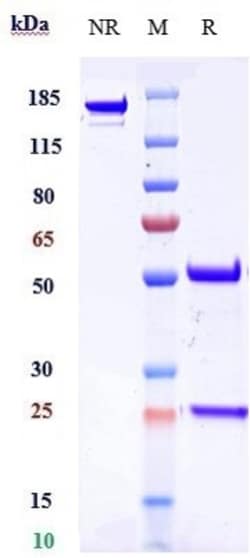 Invitrogen Dysadherin Biosimilar Recombinant Monoclonal Antibody 100 &mu;g;