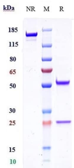 Invitrogen TMEFF1 Biosimilar Recombinant Monoclonal Antibody:Antibodies:Primary