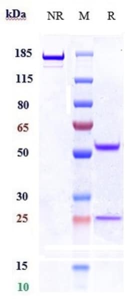 Invitrogen RET Biosimilar Recombinant Monoclonal Antibody:Antibodies:Primary