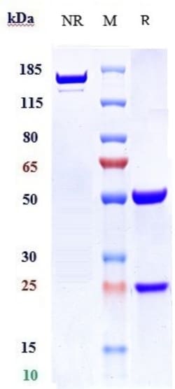 Invitrogen Cantuzumab Recombinant Monoclonal Antibody 1 mg; Unconjugated:Antibodies,