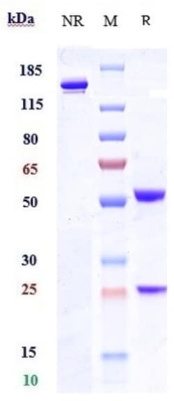 Invitrogen Tamrintamab Recombinant Monoclonal Antibody 100 &mu;g; Unconjugated:Antibodies,