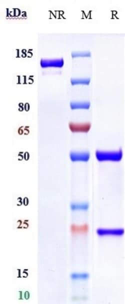 Invitrogen Glypican 1 Biosimilar Recombinant Monoclonal Antibody 100 &mu;g;