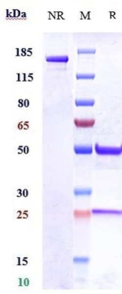 Invitrogen ITGA11 Biosimilar Recombinant Monoclonal Antibody 100 &mu;g;