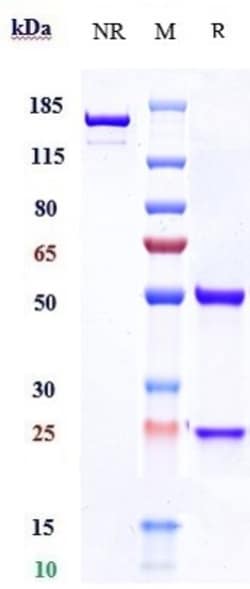 Invitrogen Rolinsatamab Recombinant Monoclonal Antibody 1 mg; Unconjugated:Antibodies,