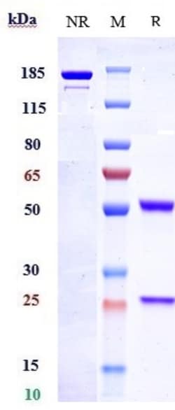 Invitrogen Endothelin B Receptor Biosimilar Recombinant Monoclonal Antibody