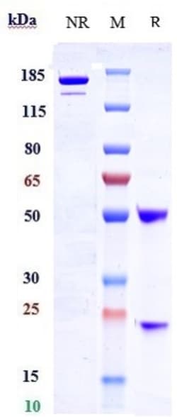 Invitrogen Samrotamab Recombinant Monoclonal Antibody 100 &mu;g; Unconjugated:Antibodies,