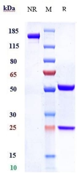 Invitrogen SLC44A4 Biosimilar Recombinant Monoclonal Antibody 100 &mu;g;
