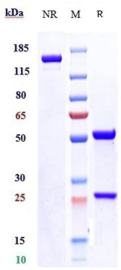 Invitrogen Sirtratumab Recombinant Monoclonal Antibody 1 mg; Unconjugated:Antikörper