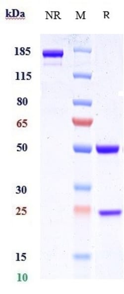 Invitrogen LAMP1 (CD107a) Biosimilar Recombinant Monoclonal Antibody 100