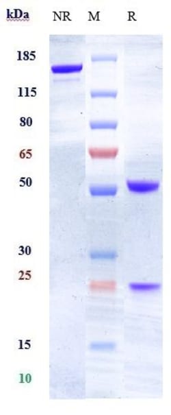 Invitrogen™ Ephrin A4 Biosimilar Recombinant Monoclonal Antibody