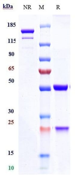 Invitrogen Cusatuzumab Recombinant Monoclonal Antibody 1 mg; Unconjugated:Antibodies,