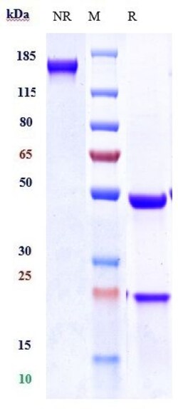 Invitrogen Tarextumab Recombinant Monoclonal Antibody:Antibodies:Primary