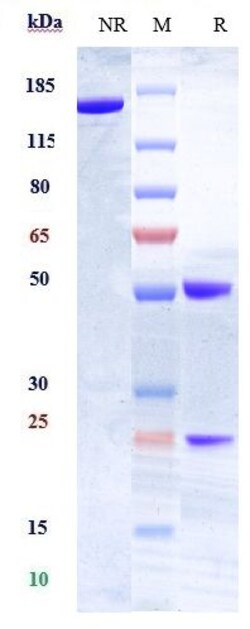 Invitrogen HLA-DR Biosimilar Recombinant Monoclonal Antibody:Antibodies:Primary
