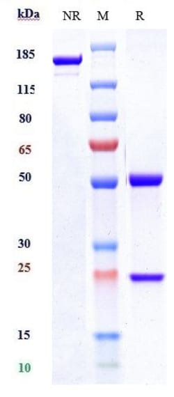 Invitrogen Secukinumab Recombinant Monoclonal Antibody 100 &mu;g; Unconjugated:Antibodies,