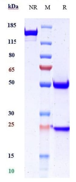 Invitrogen Desmoglein 3 Biosimilar Recombinant Monoclonal Antibody 100