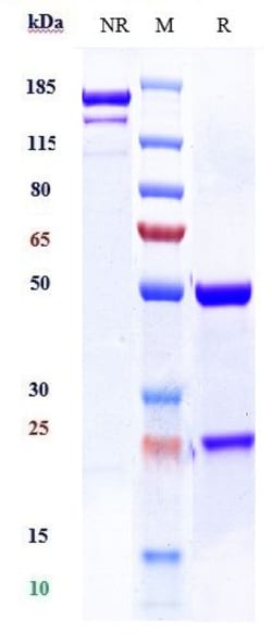 Invitrogen™ TSH Receptor Biosimilar Recombinant Monoclonal Antibody