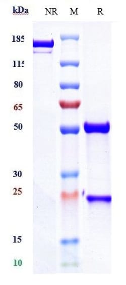 Invitrogen Teplizumab Recombinant Monoclonal Antibody:Antibodies:Primary