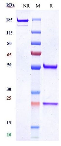 Invitrogen MUSK Biosimilar Recombinant Monoclonal Antibody 1 mg; Unconjugated:Antibodies,