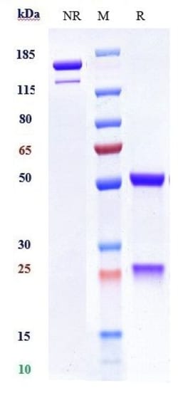 Invitrogen™ MICA Biosimilar Recombinant Monoclonal Antibody