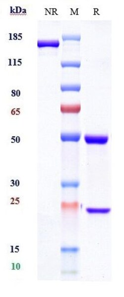 Invitrogen Eculizumab Recombinant Monoclonal Antibody:Antibodies:Primary