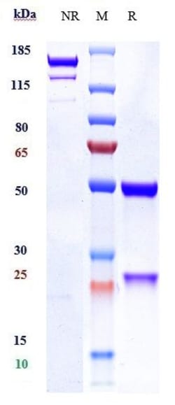 Invitrogen PAR2 Biosimilar Recombinant Monoclonal Antibody 100 &mu;g; Unconjugated:Antibodies,