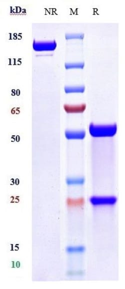 Invitrogen TLR7 Biosimilar Recombinant Monoclonal Antibody 1 mg; Unconjugated:Antibodies,