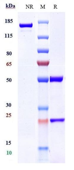 Invitrogen Leronlimab Recombinant Monoclonal Antibody:Antibodies:Primary