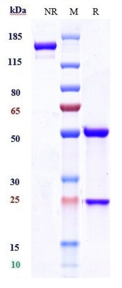 Invitrogen Selicrelumab Recombinant Monoclonal Antibody:Antibodies:Primary