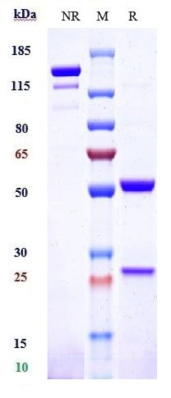 Invitrogen Lintuzumab Recombinant Monoclonal Antibody 100 &mu;g; Unconjugated:Antibodies,