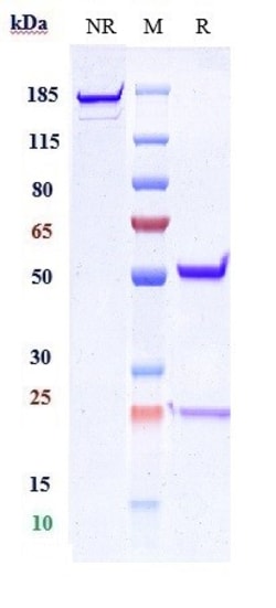 Invitrogen Abrilumab Recombinant Monoclonal Antibody 100 &mu;g; Unconjugated:Antibodies,
