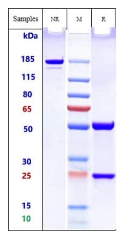 Invitrogen Birtamimab Recombinant Monoclonal Antibody 100 &mu;g; Unconjugated:Antibodies,