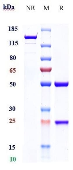 Invitrogen Aducanumab Recombinant Monoclonal Antibody:Anticorps:Anticorps