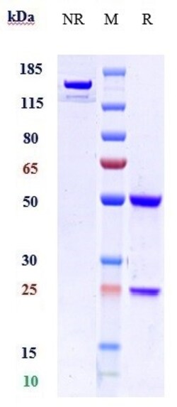 Invitrogen VEGF Receptor 1 Biosimilar Recombinant Monoclonal Antibody 1