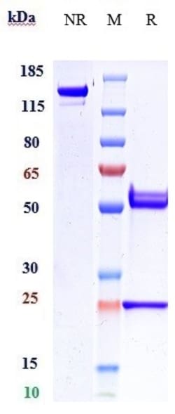Invitrogen Crenezumab Recombinant Monoclonal Antibody 100 &mu;g; Unconjugated:Antibodies,