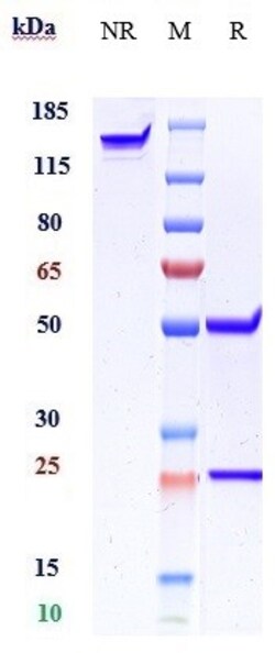 Invitrogen beta Amyloid Biosimilar Recombinant Monoclonal Antibody:Antikörper:Primärantikörper