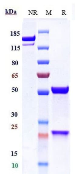Invitrogen Apitegromab Recombinant Monoclonal Antibody 100 &mu;g; Unconjugated:Antibodies,