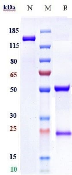 Invitrogen Zansecimab Recombinant Monoclonal Antibody 1 mg; Unconjugated:Antibodies,