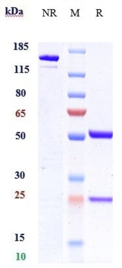 Invitrogen ANGPTL4 Biosimilar Recombinant Monoclonal Antibody:Antibodies:Primary