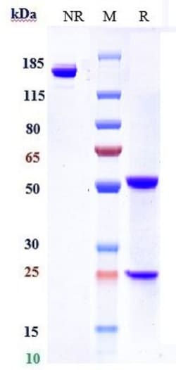 Invitrogen Avdoralimab Recombinant Monoclonal Antibody 100 &mu;g; Unconjugated:Antibodies,