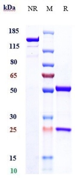 Invitrogen RON Biosimilar Recombinant Monoclonal Antibody 100 &mu;g; Unconjugated:Antibodies,