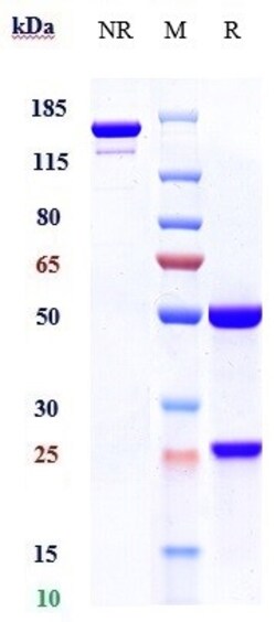 Invitrogen Tilvestamab Recombinant Monoclonal Antibody 1 mg; Unconjugated:Antibodies,
