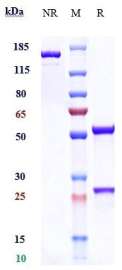 Invitrogen Adebrelimab Recombinant Monoclonal Antibody:Antibodies:Primary